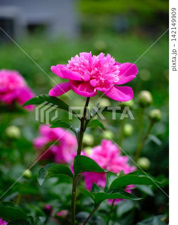 芍薬 芍薬 142149909