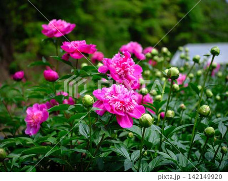 芍薬 芍薬 142149920
