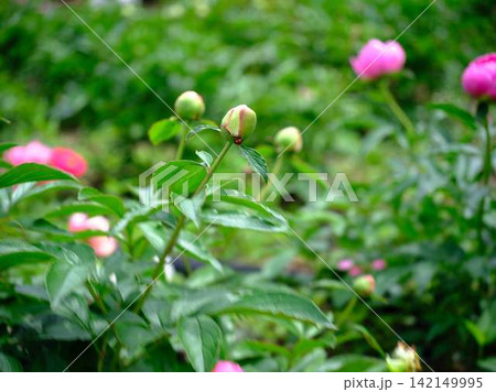 芍薬 芍薬 142149995