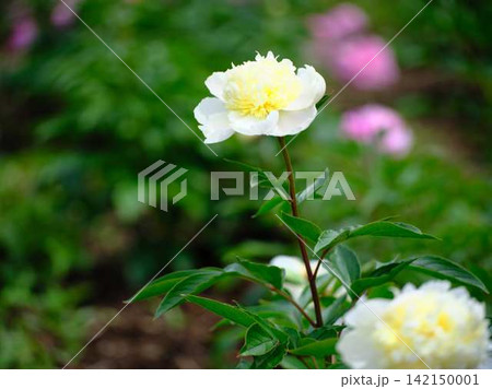 芍薬 芍薬 142150001