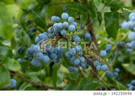 Ripe blue berries of mahonia shrub with green leaves outdoors. Ripe blue berries of mahonia shrub with green leaves outdoors. 142150048