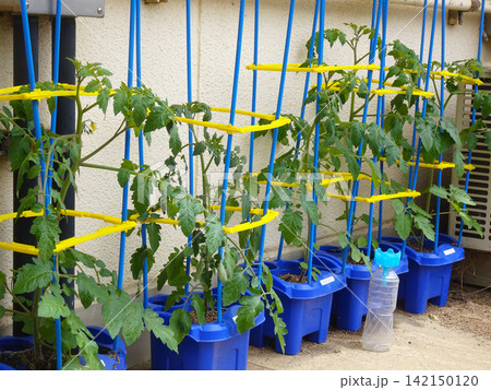 小学校の生活科・理科の授業で青い植木鉢に育てられているミニトマト（トマト） 142150120