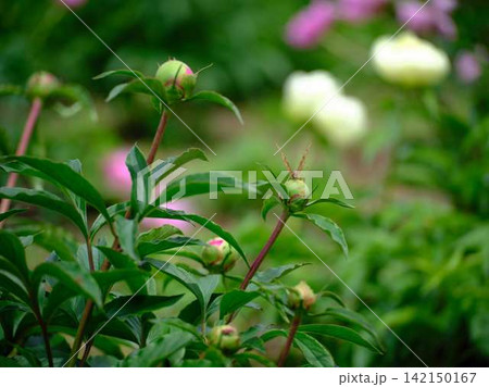 芍薬 142150167