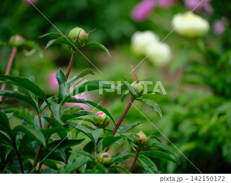 芍薬 芍薬 142150172