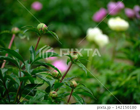 芍薬 芍薬 142150180