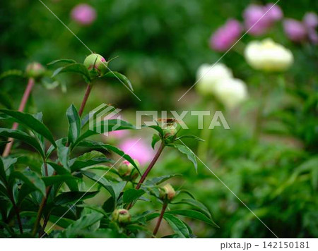 芍薬 芍薬 142150181