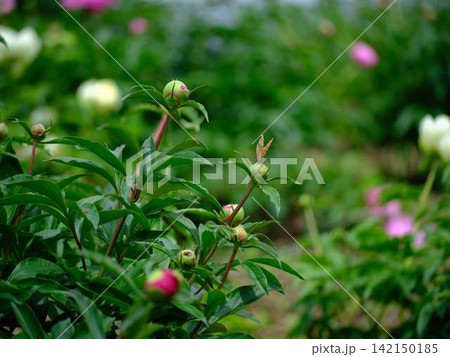 芍薬 芍薬 142150185