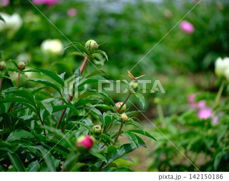 芍薬 142150186