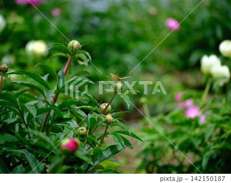 芍薬 芍薬 142150187