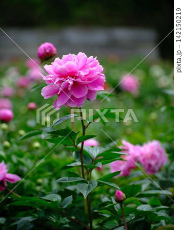 芍薬 142150219