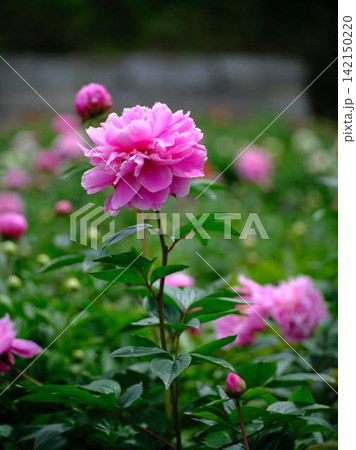 芍薬 芍薬 142150220