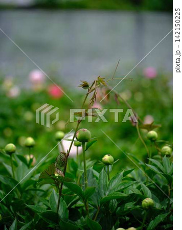 芍薬 芍薬 142150225