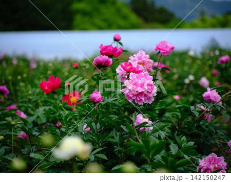 芍薬 芍薬 142150247