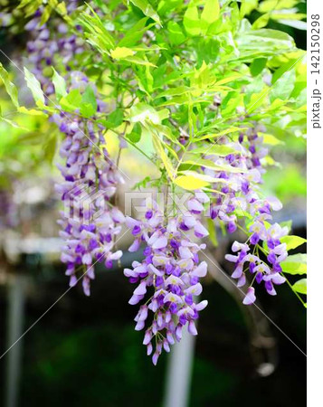 そよ風に揺れる藤の花 そよ風に揺れる藤の花 142150298