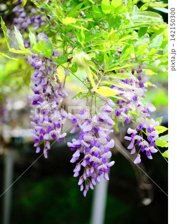 そよ風に揺れる藤の花 そよ風に揺れる藤の花 142150300