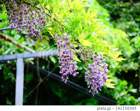 そよ風に揺れる藤の花 142150305