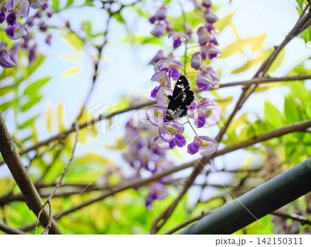 そよ風に揺れる藤の花 そよ風に揺れる藤の花 142150311
