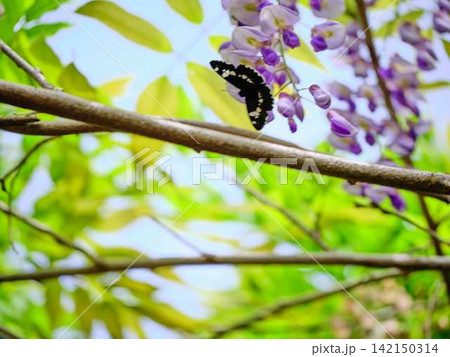 そよ風に揺れる藤の花 そよ風に揺れる藤の花 142150314