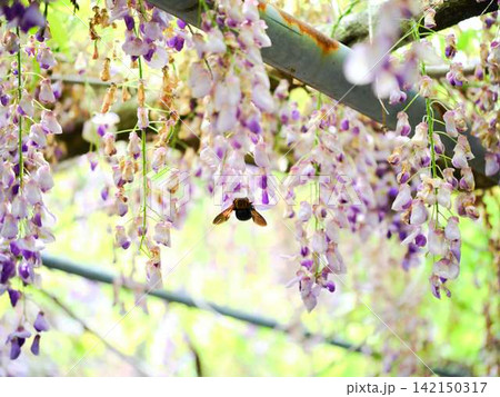 そよ風に揺れる藤の花 そよ風に揺れる藤の花 142150317