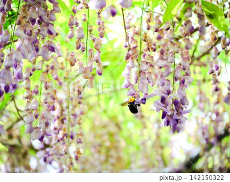 そよ風に揺れる藤の花 そよ風に揺れる藤の花 142150322