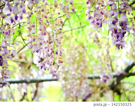 そよ風に揺れる藤の花 142150325