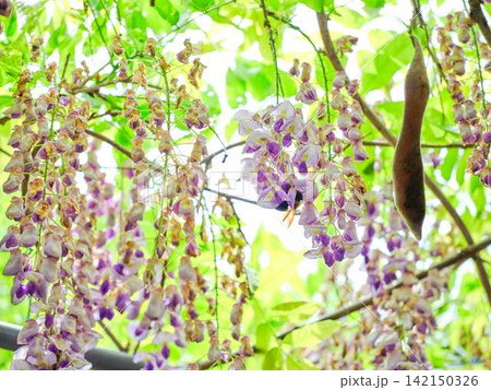 そよ風に揺れる藤の花 そよ風に揺れる藤の花 142150326