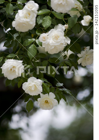 薔薇園に白色のバラの花が咲いています。このバラの名前はアイスバーグ(シュネーヴィッチェン)です。 薔薇園に白色のバラの花が咲いています。このバラの名前はアイスバーグ(シュネーヴィッチェン)です。 142151095