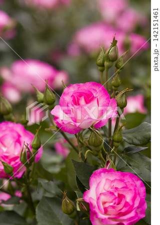 薔薇園にピンク色と白色の薔薇の花が咲いています。このバラの名前はボルデュール・ローズです。 薔薇園にピンク色と白色の薔薇の花が咲いています。このバラの名前はボルデュール・ローズです。 142151461
