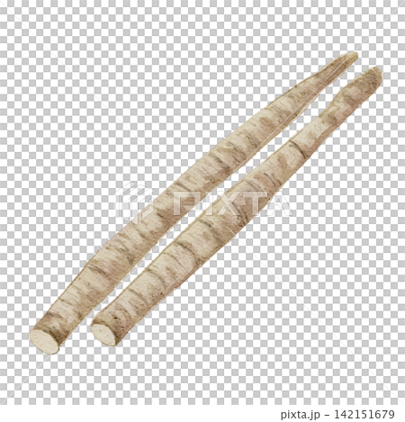 Watercolor illustration of burdock root Watercolor illustration of burdock root 142151679