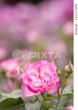薔薇園にピンク色と白色の薔薇の花が咲いています。このバラの名前はボルデュール・ローズです。 142151808