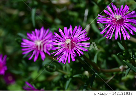 真昼の太陽に輝く鮮やかなマツバギクの花アップコピースペース 真昼の太陽に輝く鮮やかなマツバギクの花アップコピースペース 142151938