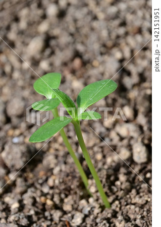 朝日に照らされて土から発芽したひまわりの芽のクローズアップコピースペース 朝日に照らされて土から発芽したひまわりの芽のクローズアップコピースペース 142151951