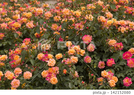 薔薇園に赤色や黄色のバラの花が咲いています。このバラの名前はスブニール・ド・アンネ・フランクです。 薔薇園に赤色や黄色のバラの花が咲いています。このバラの名前はスブニール・ド・アンネ・フランクです。 142152080