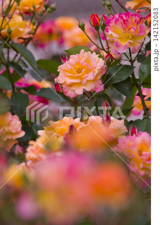 薔薇園に赤色や黄色のバラの花が咲いています。このバラの名前はスブニール・ド・アンネ・フランクです。 薔薇園に赤色や黄色のバラの花が咲いています。このバラの名前はスブニール・ド・アンネ・フランクです。 142152083