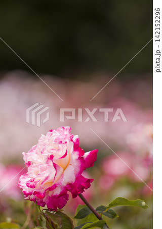 薔薇園にピンク色と白色の薔薇の花が咲いています。このバラの名前はダブルデライトです。 薔薇園にピンク色と白色の薔薇の花が咲いています。このバラの名前はダブルデライトです。 142152296