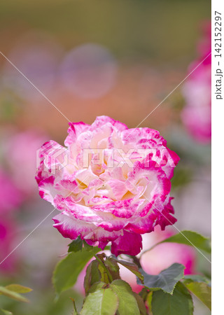 薔薇園にピンク色と白色の薔薇の花が咲いています。このバラの名前はダブルデライトです。 薔薇園にピンク色と白色の薔薇の花が咲いています。このバラの名前はダブルデライトです。 142152297