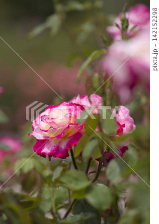 薔薇園にピンク色と白色の薔薇の花が咲いています。このバラの名前はダブルデライトです。 薔薇園にピンク色と白色の薔薇の花が咲いています。このバラの名前はダブルデライトです。 142152298