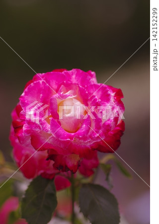 薔薇園にピンク色と白色の薔薇の花が咲いています。このバラの名前はダブルデライトです。 142152299