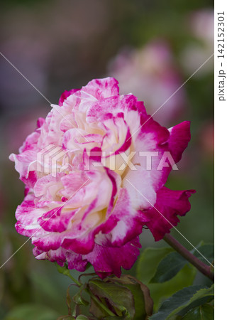 薔薇園にピンク色と白色の薔薇の花が咲いています。このバラの名前はダブルデライトです。 薔薇園にピンク色と白色の薔薇の花が咲いています。このバラの名前はダブルデライトです。 142152301