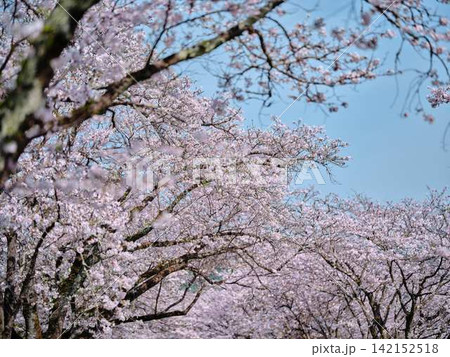 大学の桜 大学の桜 142152518