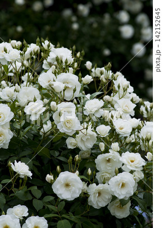 薔薇園に白色のバラの花が咲いています。このバラの名前はアイスバーグ(シュネーヴィッチェン)です。 薔薇園に白色のバラの花が咲いています。このバラの名前はアイスバーグ(シュネーヴィッチェン)です。 142152645