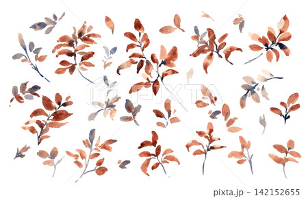 秋の水彩植物イラスト素材セット|紅葉の枝葉・秋のボタニカル素材 秋の水彩植物イラスト素材セット|紅葉の枝葉・秋のボタニカル素材 142152655