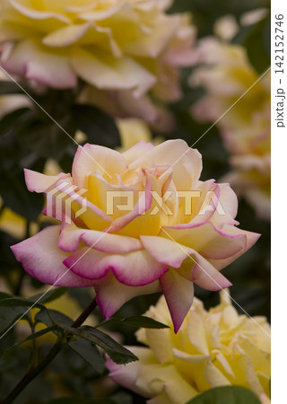 薔薇園にピンク色と黄色のバラの花が満開です。このバラの名前はピースです。 薔薇園にピンク色と黄色のバラの花が満開です。このバラの名前はピースです。 142152746
