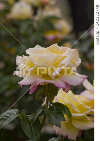 薔薇園にピンク色と黄色のバラの花が満開です。このバラの名前はピースです。 薔薇園にピンク色と黄色のバラの花が満開です。このバラの名前はピースです。 142152749