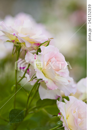 薔薇園にピンク色のバラの花が咲いています。このバラの名前はチェリッシュです。 薔薇園にピンク色のバラの花が咲いています。このバラの名前はチェリッシュです。 142152839