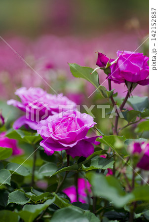 薔薇園に赤紫色のバラの花が咲いています。このバラの名前はフィネスです。 142152887