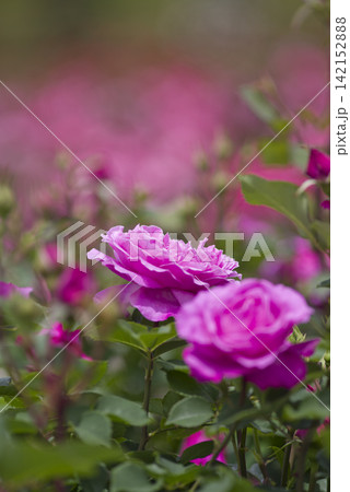 薔薇園に赤紫色のバラの花が咲いています。このバラの名前はフィネスです。 薔薇園に赤紫色のバラの花が咲いています。このバラの名前はフィネスです。 142152888