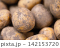 A close-up of freshly picked potatoes with soil. A pile of unwashed potato tubers after harvest. Autumn weapons. Vegetable market. 142153720