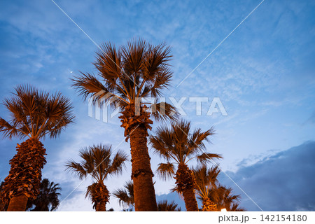 palm trees at blue sky background at dusk, California vacation wallpaper palm trees at blue sky background at dusk, California vacation wallpaper 142154180