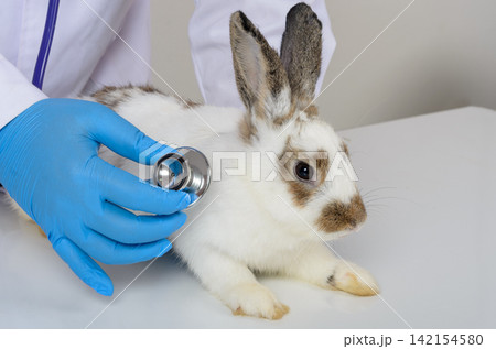 Veterinarian examing cute white and brown spotted rabbit with stethoscope in vet clinic Veterinarian examing cute white and brown spotted rabbit with stethoscope in vet clinic 142154580
